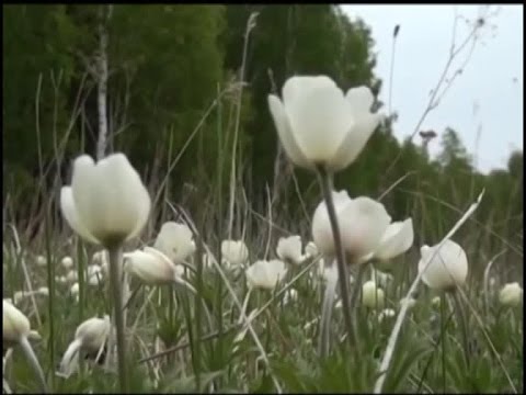 Первоцветы смотреть онлайн