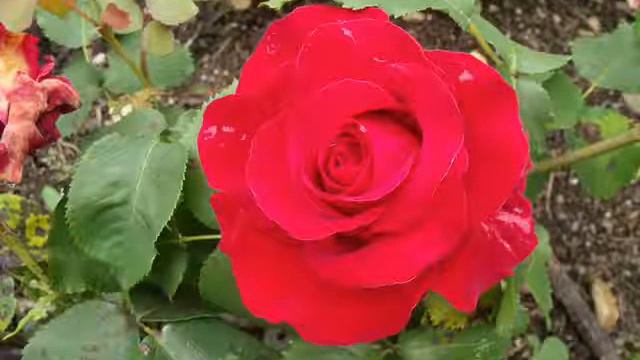 Roses in Sheffield Botanical Gardens part 1 смотреть онлайн