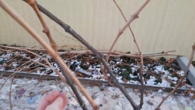 Виноград на арке. Многоуровневая формовка винограда #ТриЭкоВиноградник смотреть онлайн