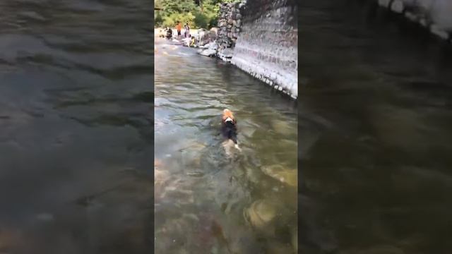 Pluto the Beagle Expert in Swimming смотреть онлайн