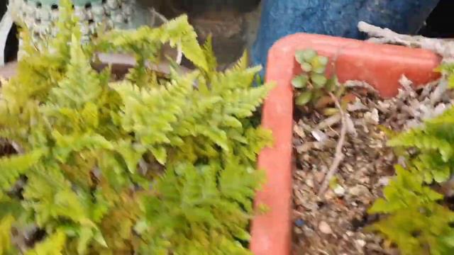 넉줄고사리: 털거미발  퍼지는 재미.a Hare's-foot Fern, Davallia Mariesii.