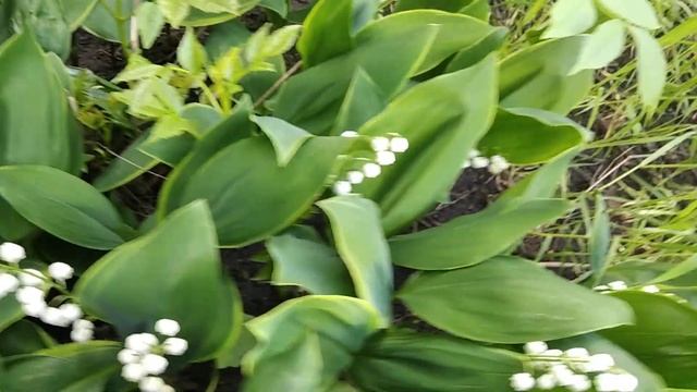 берегите красоту природы Не губите природу.... смотреть онлайн