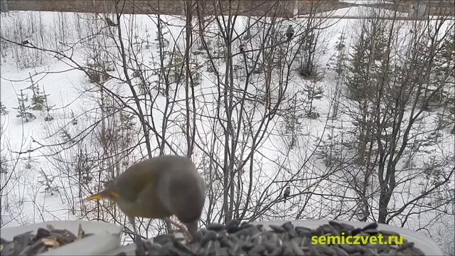 ?? Зеленушка на кормушке. Пернатые друзья смотреть онлайн