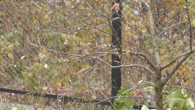 Ловля на тайник синиц смотреть онлайн