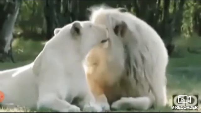 Ailə sevgisi 🤗😘😍😚😙😻😽👍🖒 смотреть онлайн