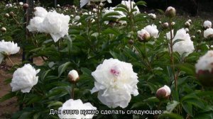 Пион Ширли Темпл (Paeonia Shirley Temple)