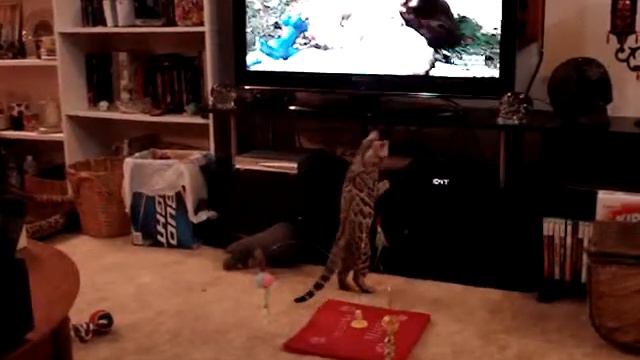 Micah watching TV Too Cute! on Animal Planet (with added music) смотреть онлайн