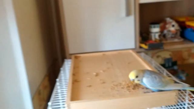 Подготовка к приручению. Первый вылет из клетки. смотреть онлайн