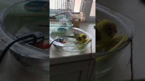 Купание Мини фонтанчик для волнистого попугая