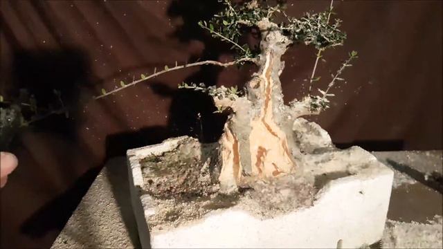 Bonsai Carving An Olive Stump. Aussie Bonsai Bloke. Trying out a new bonsai tool смотреть онлайн