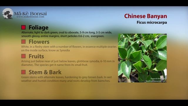 37) How to Care for Chinese Banyan, Ficus Microcarpa, Ficus retusa - Bonsai Trees for Beginners смотреть онлайн