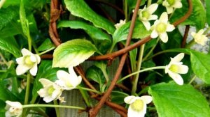 Лечебные свойства лимонника китайского.