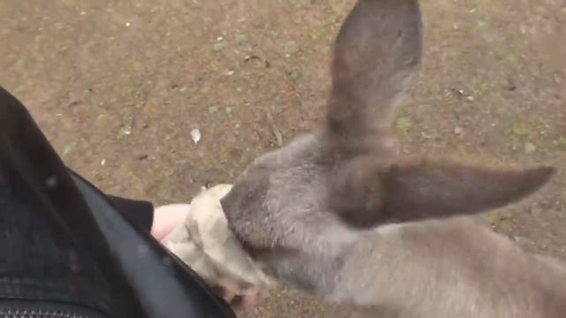 Австралийский Зоопарк смотреть онлайн