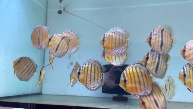 Дикие Дискусы , по специальной цене ?? смотреть онлайн