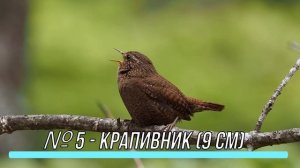 Эти птички помещаются в ладонь. Самые маленькие птицы планеты - [ ТОП10 ]