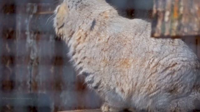 Манулу Шу нравится гулять по верхним полочкам в новом вольере. Ленинградский зоопарк смотреть онлайн