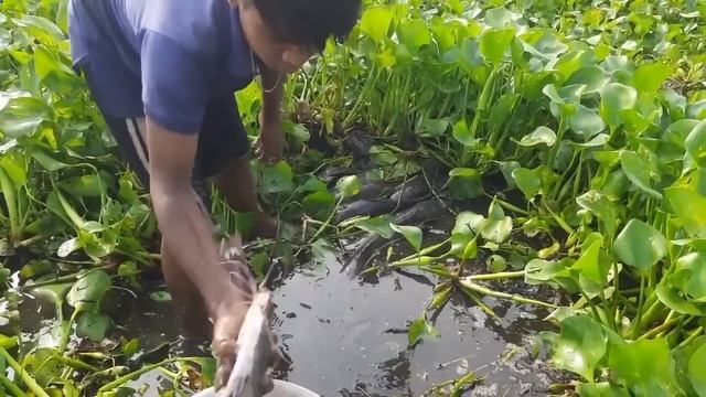 To save lives, fish hunters are catching big fish in the very cold water of winter morning смотреть онлайн