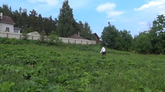 НАРВАЛ ЛОПУХ РЕЦЕПТ СНАДОБЬЯ от ВСЕХ БОЛЕЗНЕЙ смотреть онлайн