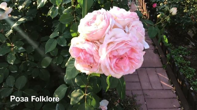 Розы. Красоты много не бывает: Novalis, Rhapsody in Blue, Lawinia, Artemis, Winchester Cathedral смотреть онлайн