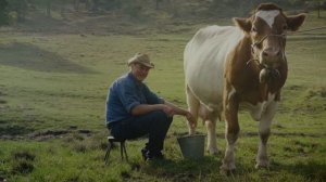 Тушда Хукиз курса | Tushda Xo'kiz ko'rsa