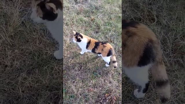 кошка что-то видит в пустоте, напрягает, когда они так делают?) #мияко #котоконтент #прогулка смотреть онлайн