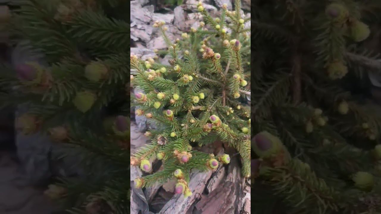Редкие хвойные!Picea abies Red Devil Ель обыкновенная Ред Девил смотреть онлайн