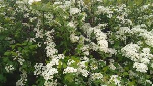 Спирея Белая невеста .Живая изгородь из неприхотливого кустарника.