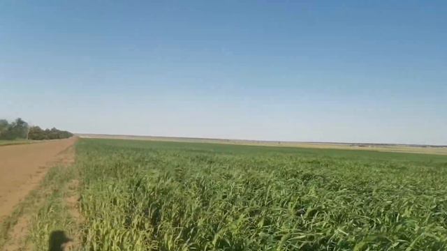 Суданская трава 2021, смотреть онлайн