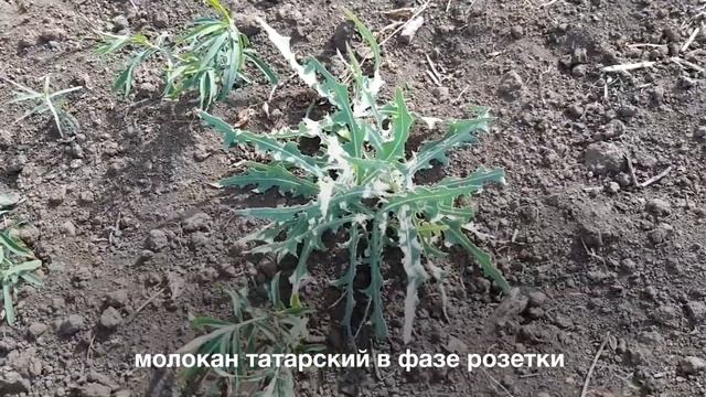 Фаза сорняков для обработки глифосатом, Оренбург смотреть онлайн