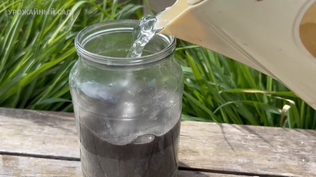 Мощнейшая простая подкормка для цветения! После даже старый цветок зеленеет и пышно зацветает! смотреть онлайн