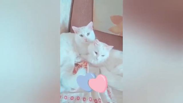 Ты моя нежность. Кошачьи ласки. Кот лижет кошку. смотреть онлайн