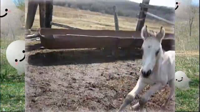 САМЫЕ МАЛЕНЬКИЕ ЖЕРЕБЯТА.Рыжая и Буланый. смотреть онлайн