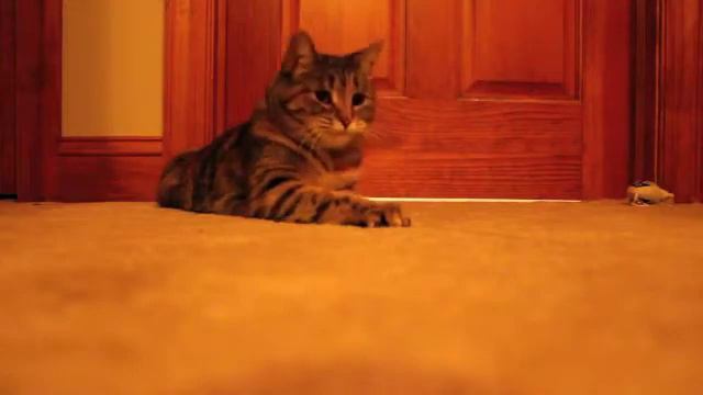 kitty string attack смотреть онлайн