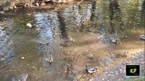 ОТКРЫТИЕ ДОРОГ НА ПЯТИ РАСПУТЬЕ ТАВРИЧЕСКИЙ САД СПБ РИТУАЛ ОНЛАЙН Светлана ВЕДА