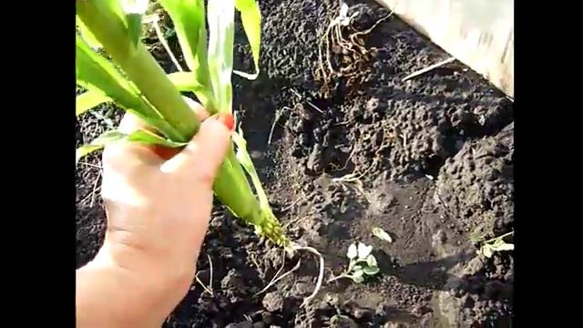 Как вырастить кукурузу на даче. Выращивание кукурузы в Сибири. Обламываем пасынки и окучивает. смотреть онлайн