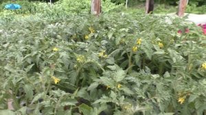 Рассада томатов-наши главные ошибки при выращивании-не повторите их!