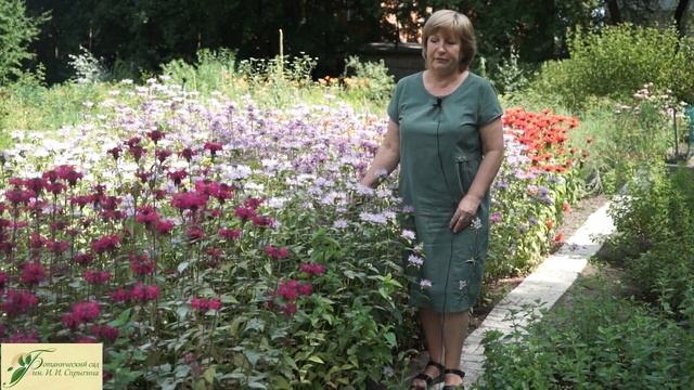 Монарда Посадка и Уход ? Лечебные Растения ✔️ Садовые Цветы смотреть онлайн