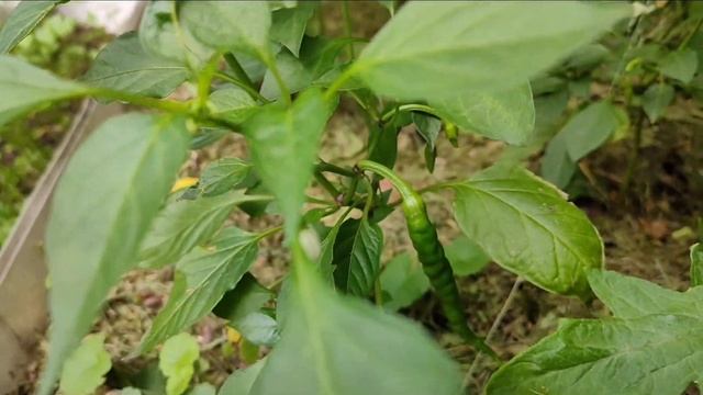 Как правильно поливать перец/Полив перца смотреть онлайн