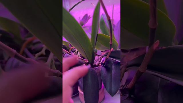 Цветение и выращивание #психопсиса. #orchid #orchidee #orchidlover #цветы #flower #орхидеи смотреть онлайн