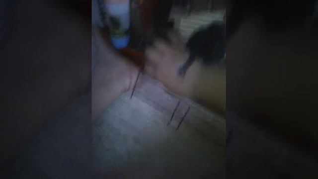 Новая жытильнеца шиншилла Бусинка родила детёныша посмотрите пожалуйста смотреть онлайн