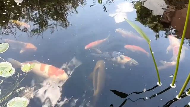 Ручные карпы кои едят с рук и украшают домашний пруд смотреть онлайн