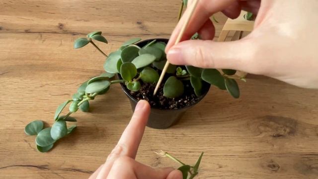 Любую часть пеперомии можно размночить!!! Разножение пеперомии хоуп листом, черенком.