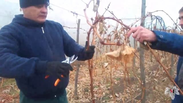 Обрезка винограда. Знаменка. Часть 1. Виноград 2015.