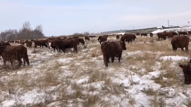 Калмыцкий скот на зимних пастбищах ? смотреть онлайн