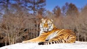 МОЖЕТ ЛИ СТАЯ  ВОЛКОВ ПОБЕДИТЬ ТИГРА?