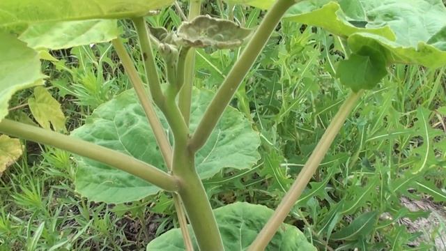 Осмотр редких павловний с мутовчатыми листьями. смотреть онлайн