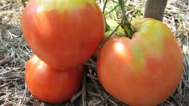 Томат Пудовик - характеристика томата смотреть онлайн