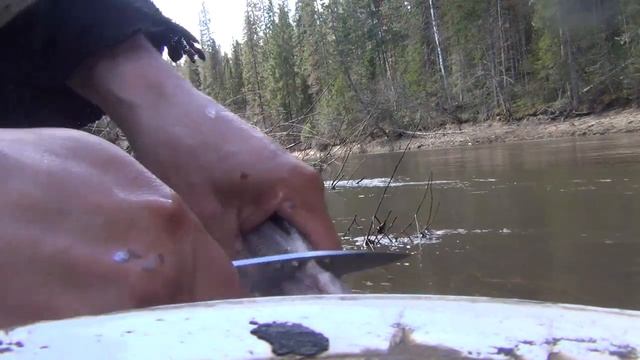 Рыба рецепты Сагудай деликатес икра рыбалка, охота, тайга, лес, природа, поход, выживание в лесу смотреть онлайн