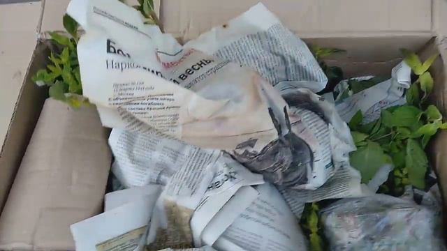 Коллекция Мята