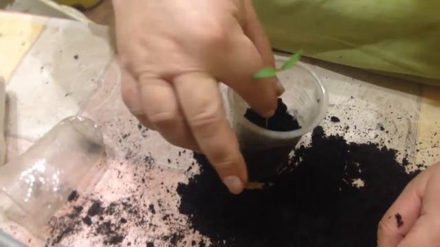 Вытянулась рассада что делать (помидор перцев баклажанов огурцов и т.д.) смотреть онлайн